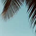 green palm tree under white sky